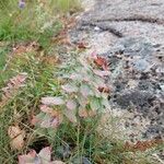 Rhodiola roseaFeuille