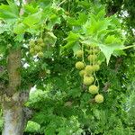 Platanus orientalis Habitus