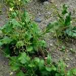 Talinum paniculatum Fruit