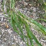 Conospermum longifolium Hoja