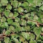 Rubus tricolor Leaf