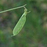 Vicia parviflora Fruit