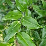 Sarcococca confusa Blatt