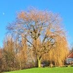 Salix babylonica Kôra