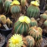 Parodia magnifica Кветка