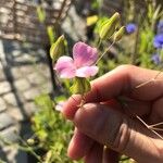 Vaccaria hispanica Λουλούδι
