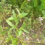 Gomphrena haenkeana Habitus