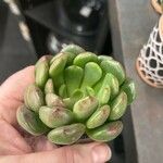 Echeveria minima Ліст