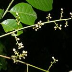 Trichilia quadrijuga Kukka