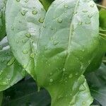 Napoleonaea vogelii Lapas