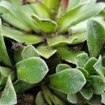 Saxifraga cotyledon 葉