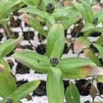 Zinnia spp. Leaf