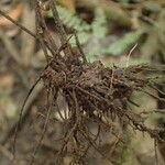 Adiantum vogelii Other