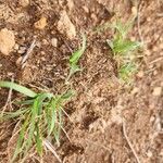 Microchloa kunthii Blatt