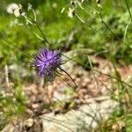 Phyteuma scheuchzeri Blomma