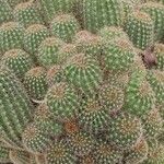 Echinocereus coccineus Habitus