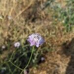 Cephalaria transsylvanica Blodyn