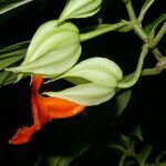 Drymonia rubra Flor