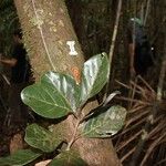 Beilschmiedia oreophila Hoja