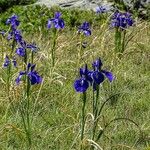 Iris latifolia Floro
