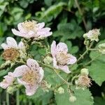 Rubus armeniacus Bloem