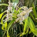 Vanda denisoniana Flower