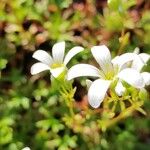 Saxifraga trifurcata Flower