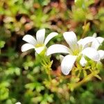 Saxifraga trifurcata Blüte