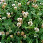 Trifolium fragiferumHabit