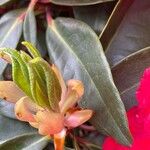 Rhododendron arboreum Leaf