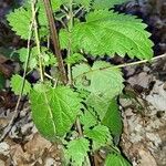 Urtica morifolia Leaf