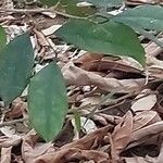 Ficus sinuata