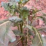 Solanum macrocarpon Blatt