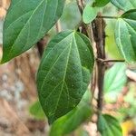 Premna serratifolia Leaf