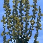 Verbascum densiflorum Kvet