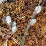 Salix caprea Blomma