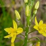 Bulbine bulbosaফুল