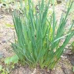 Allium ascalonicum Leaf