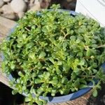 Sedum oreganum Ліст