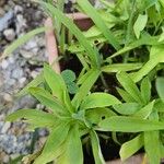 Dianthus chinensisLevél