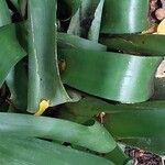 Aechmea apocalyptica Leaf
