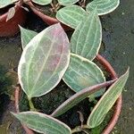 Hoya macrophylla Leaf