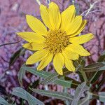 Scabrethia scabra Flower