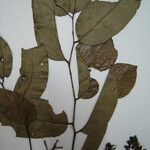 Diplotropis purpurea Otro