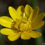 Ranunculus californicus Λουλούδι