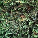 Juniperus horizontalis Blatt