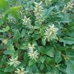 Salix pyrenaica 花