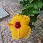 Hibiscus ovalifolius Floro