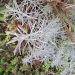 Helichrysum italicumFuelha