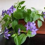 Browallia speciosa Frunză